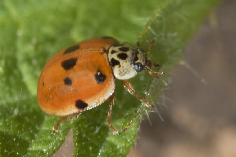 10 spot Ladybird - Adalia 10 punctata 18-04-21.jpg