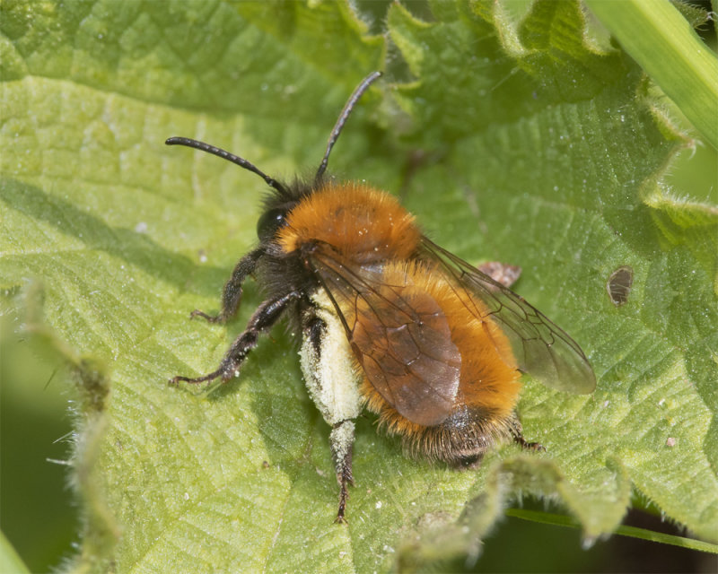 Tawny Mining Bee - Andrena fulva f 18-04-21.jpg