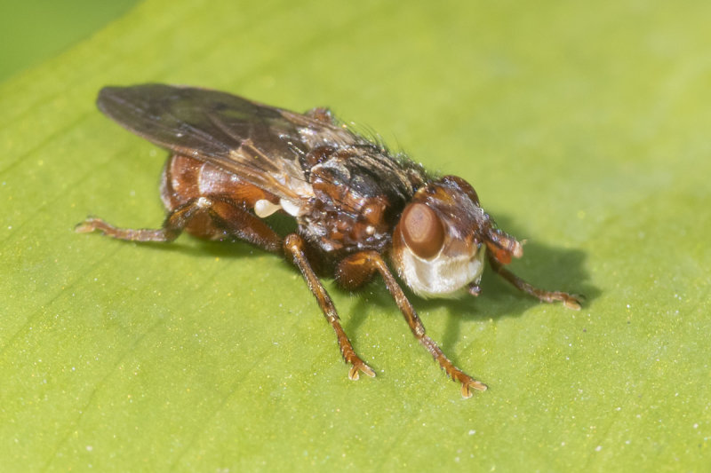 Myopa sp prob pellucida 19-04-21.jpg