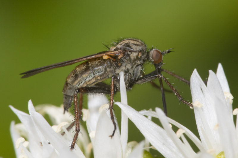 Empis tessellata 20-04-21.jpg