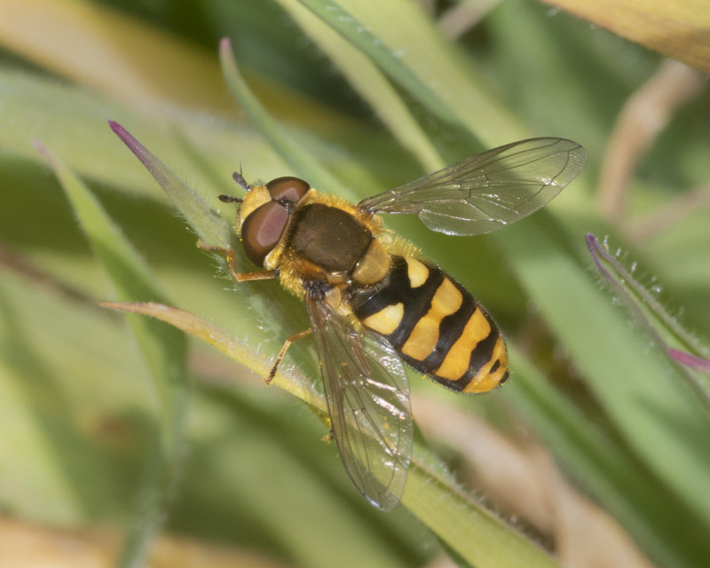 Eupeodes latifasciatus m 20-04-21.jpg