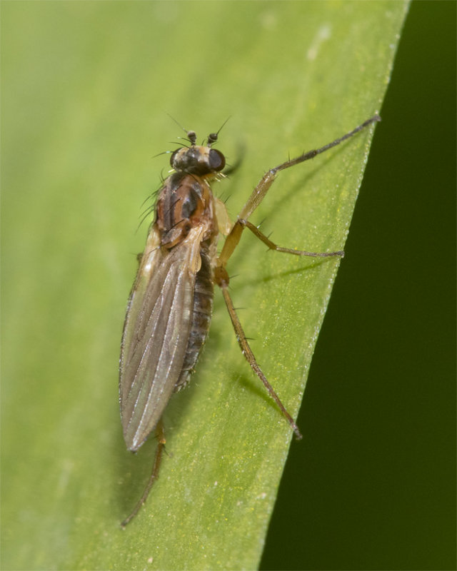 Lonchoptera lutea prob 20-04-21.jpg