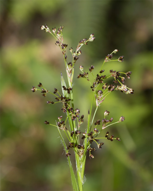 Sharp-flowered rush - Juncus acutiflorus - Aveton Wood 20-04-21.jpg