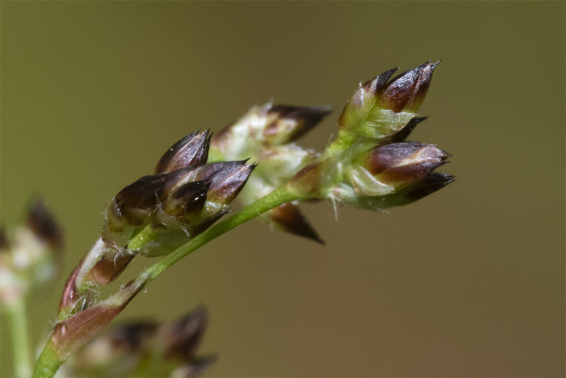 Sharp-flowered rush - Juncus acutiflorus - closer 20-04-21.jpg