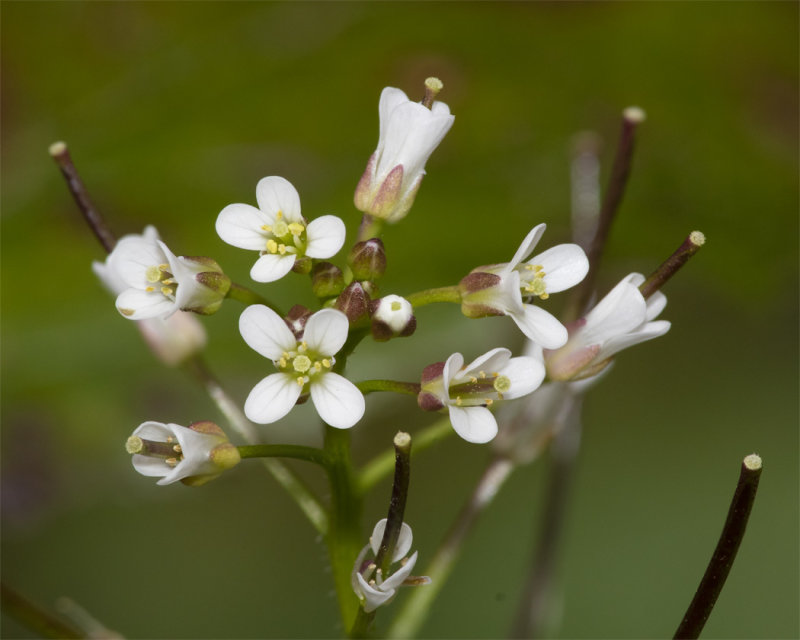 Wavy Bittercress - Cardamine flesuosa 20-04-21.jpg