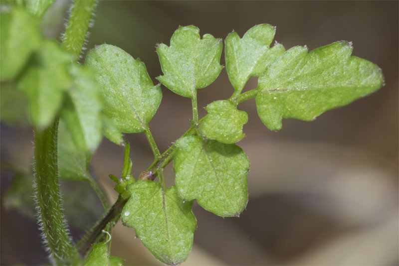 Wavy Bittercress - Cardamine flesuosa leaf 20-04-21.jpg