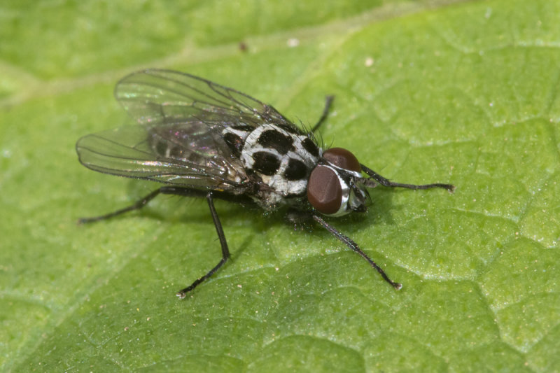 Anthomyia procellaris 24-04-21.jpg