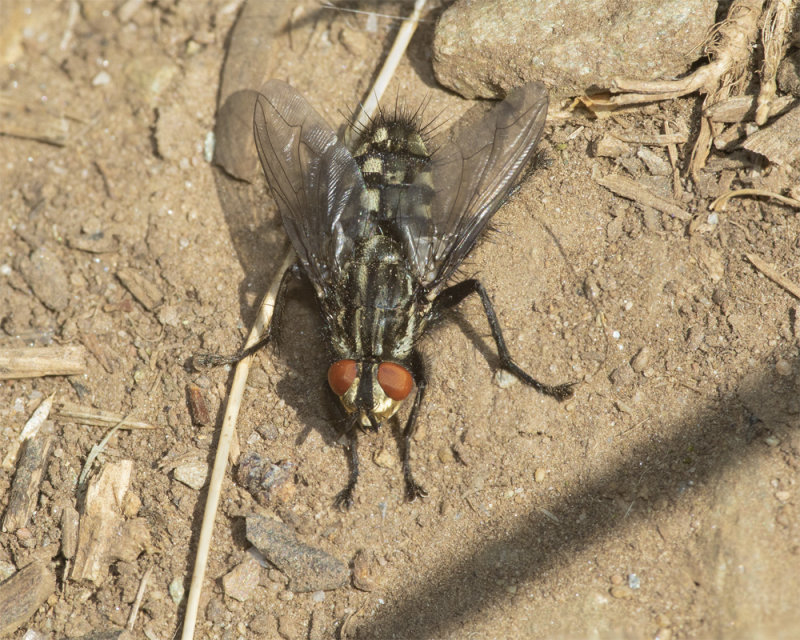 Flesh Fly - Sarcophaga carnaria 24-04-21.jpg