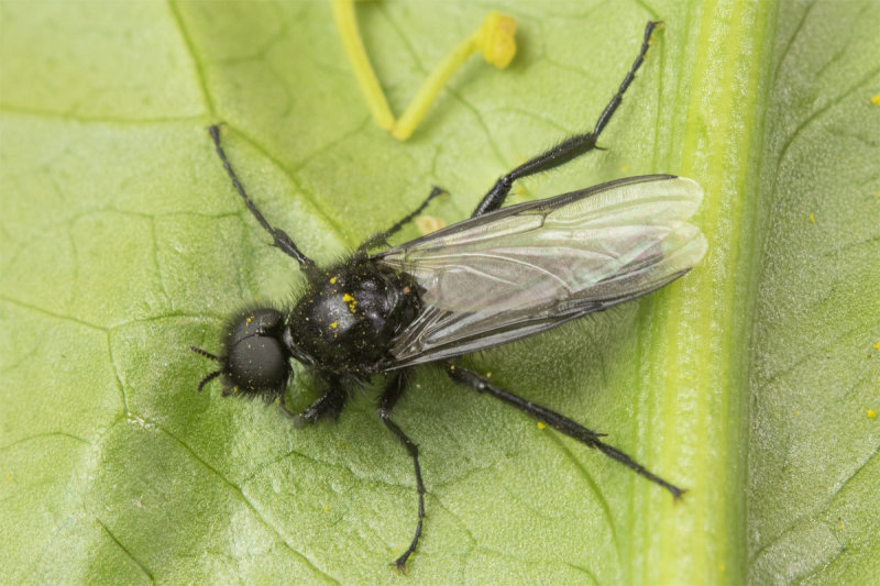 St Marks Fly - Bibio marci 24-04-21.jpg