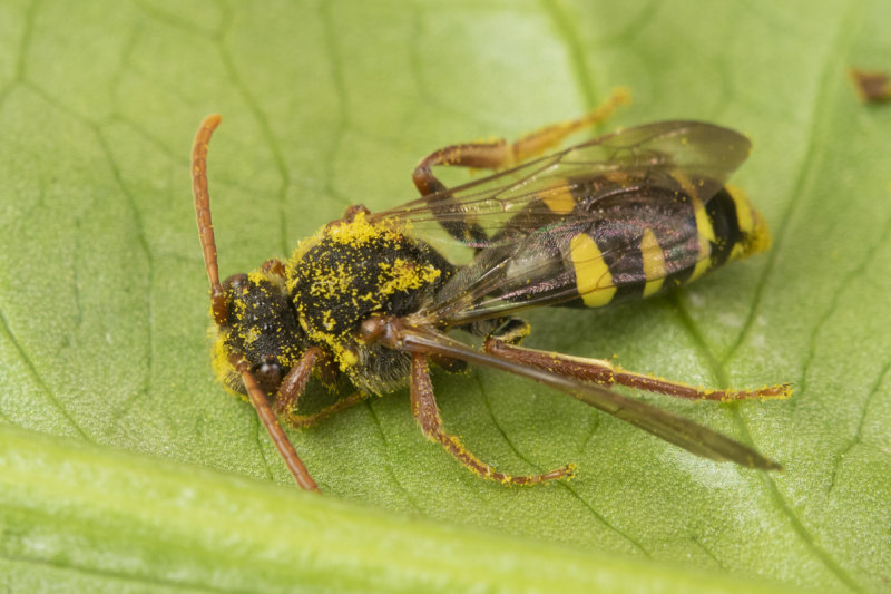 Nomada marshamella - Marshams Nomad Bee f 24-04-21.jpg