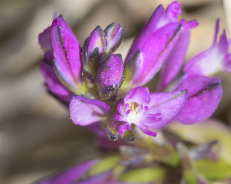 Common Milkwort - Polygala vulgaris 24-04-21.jpg