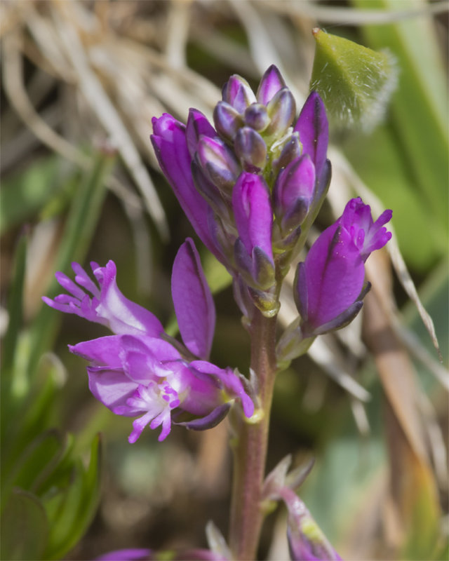 Common Milkwort - Polygala vulgaris 24-04-21 #2.jpg