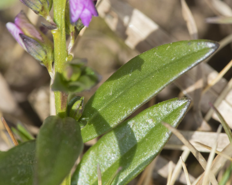 Common Milkwort - Polygala vulgaris - leaves 24-04-21.jpg