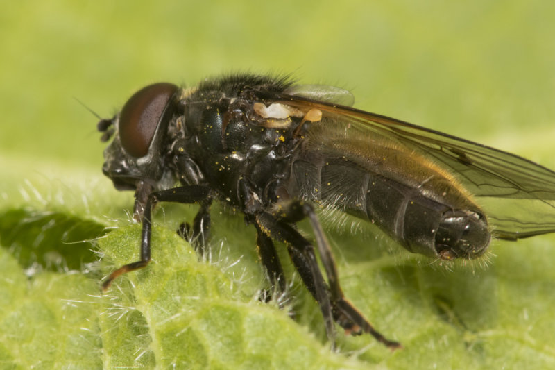Cheilosia albitarsus - ranunculi m 27-04-21.jpg