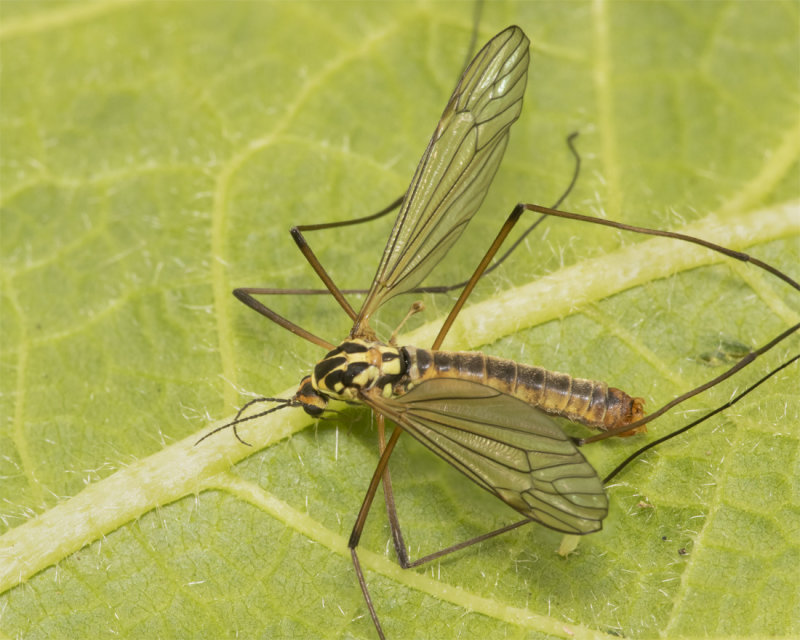 Cranefly - Nephrotoma appendiculata m 27-04-21 top.jpg