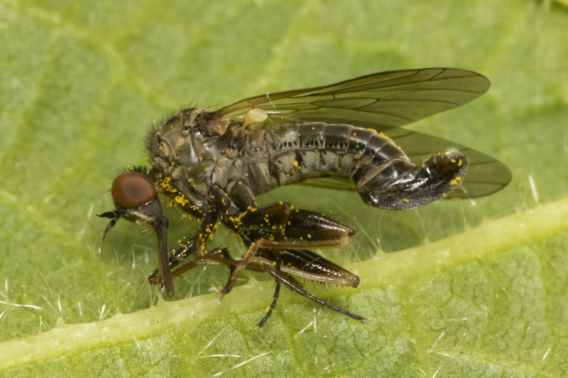 Empis femorata 27-04-21 side.jpg