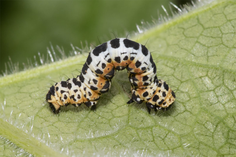 Magpie Moth - Abraxas grossulariata - caterpillar 27-04-21.jpg