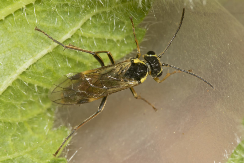 Sawfly - Aglaostigma fulvipes 27-04-21 top.jpg