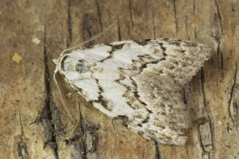 Moth - Least Black Arches - Nola confusalis 27-04-21.jpg
