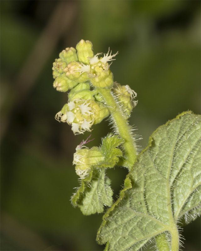 Fringecups - Tellima grandiflora 29-04-21.jpg