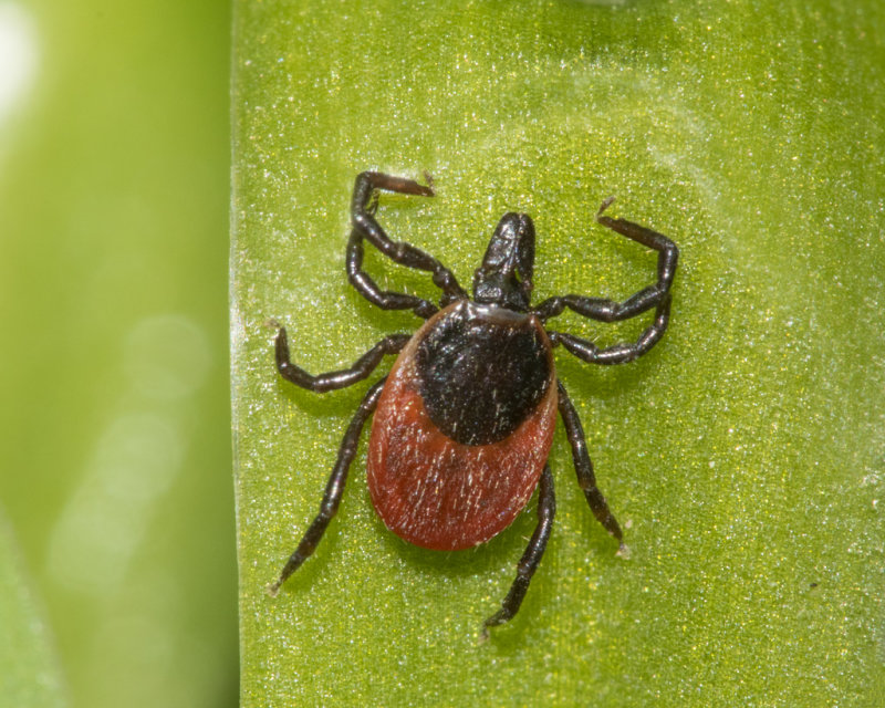 Deer Tick - Ixodes ricinus f 30-04-21.jpg