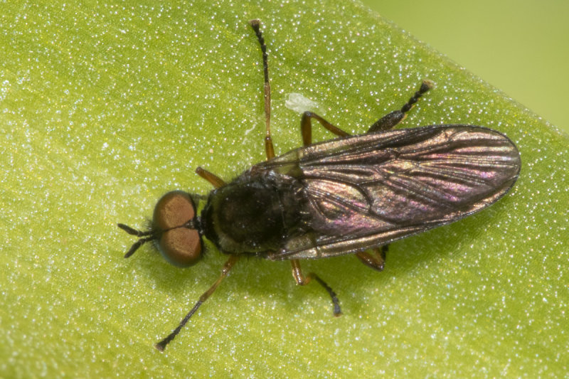 Murky-legged Black Legionnaire - Beris chalybata m 30-04-21.jpg