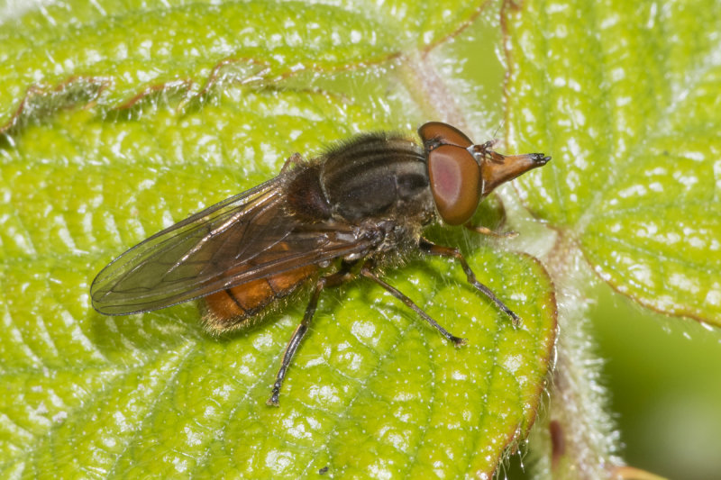 Rhingia campestris m 30-04-21.jpg