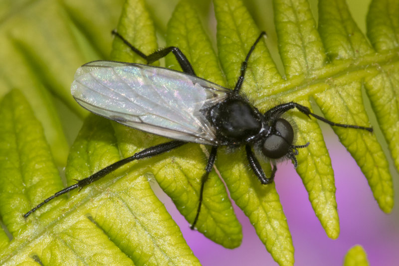 Bibio leucopterus 02-05-21.jpg