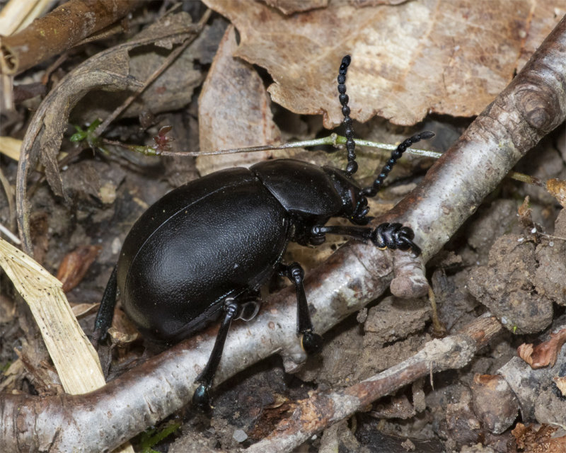 Bloody-nosed Beetle - Timarcha tenebricosa 02-05-21.jpg