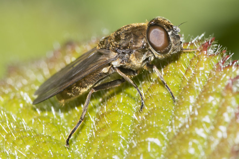 Cheilosia proxima agg f 02-05-21.jpg