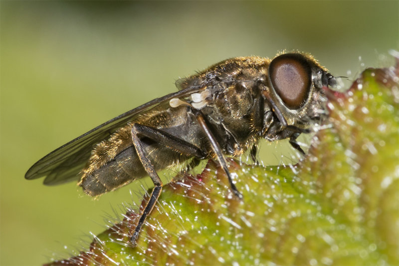 Cheilosia proxima agg f 02-05-21 underside.jpg