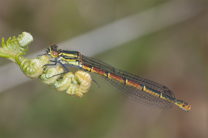 Large Red Damselfly - Pyrrhosoma nymphula f 02-05-21 alt.jpg