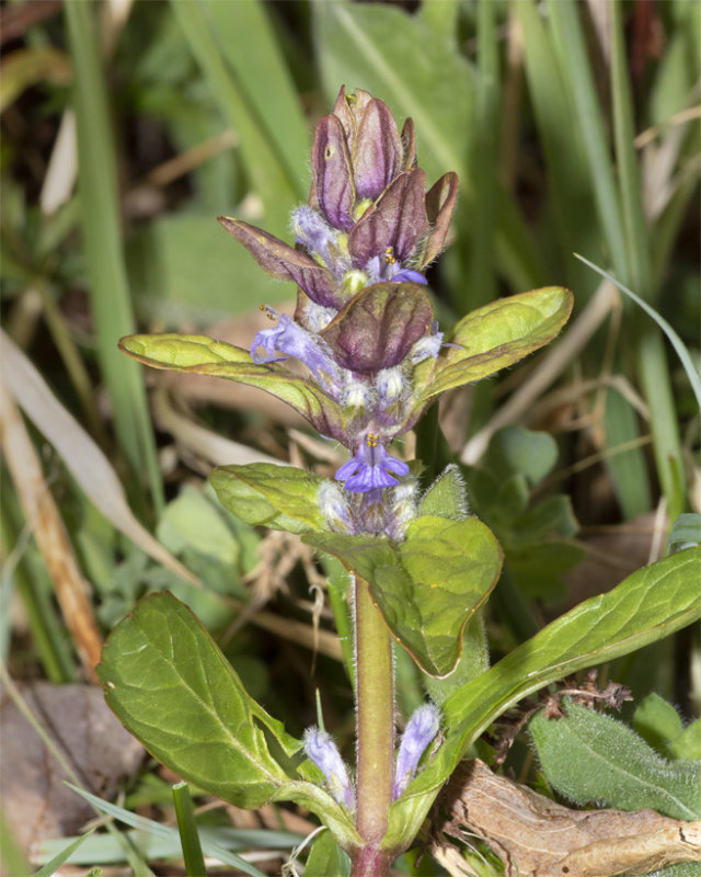 Bugle - Ajuga reptans 02-05-21.jpg