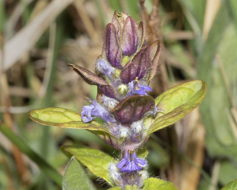 Bugle - Ajuga reptans 02-05-21 closer.jpg
