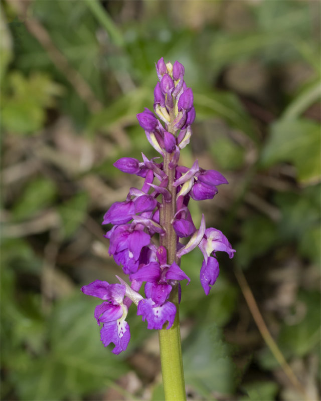 Early Purple Orchid - Orchis mascula 02-05-21.jpg