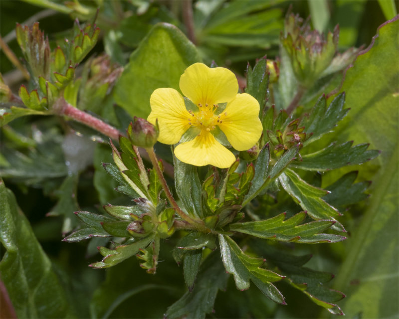 Tormentil - Potentilla erecta 02-05-21.jpg