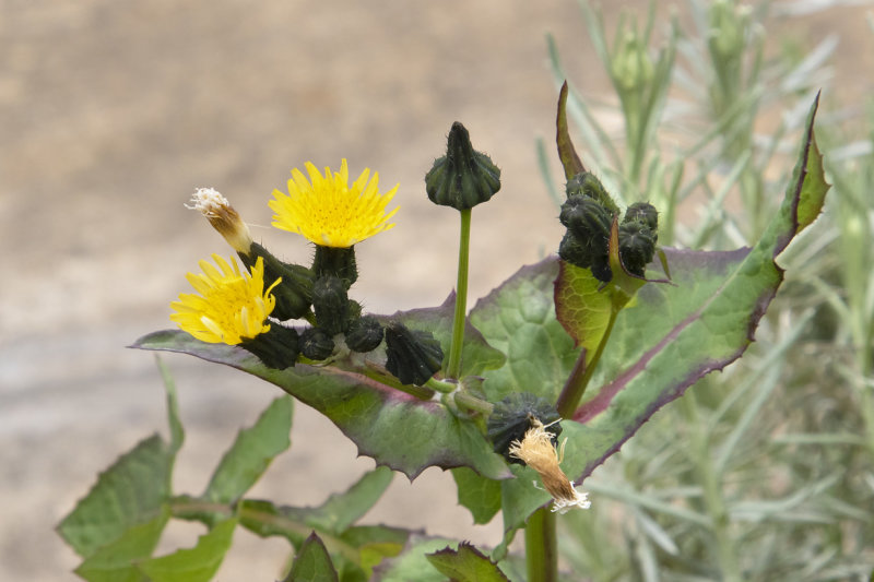 Smooth Sowthistle - Sonchus oleraceus 03-05-21.jpg