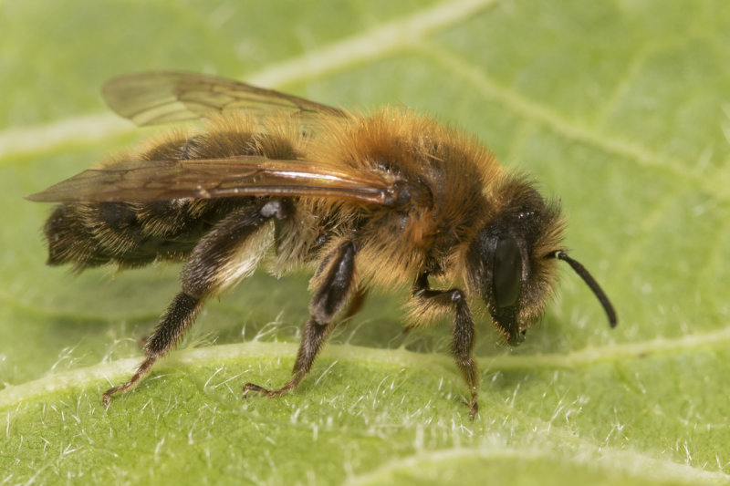 Andrena scotica m 04-05-21.jpg
