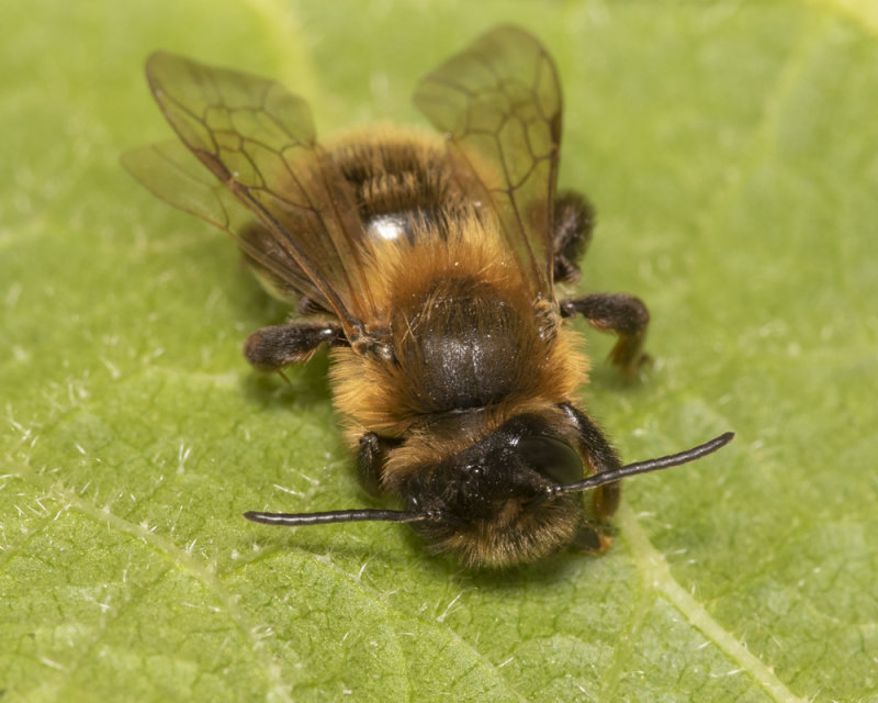 Andrena scotica m 04-05-21 front.jpg