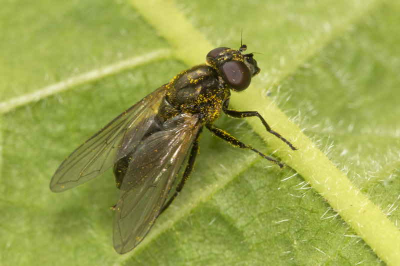 Cheilosia impressa f 07-05-21.jpg