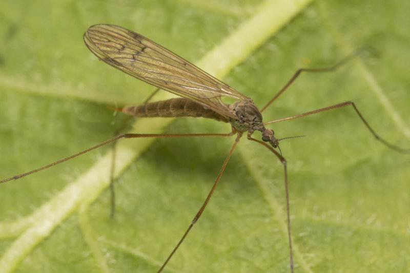 Cranefly - Dicranophragma adjunctum f 07-05-21.jpg