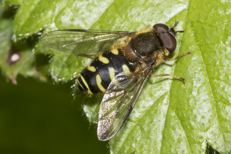 Dasysyrphus venustus agg m 07-05-21.jpg