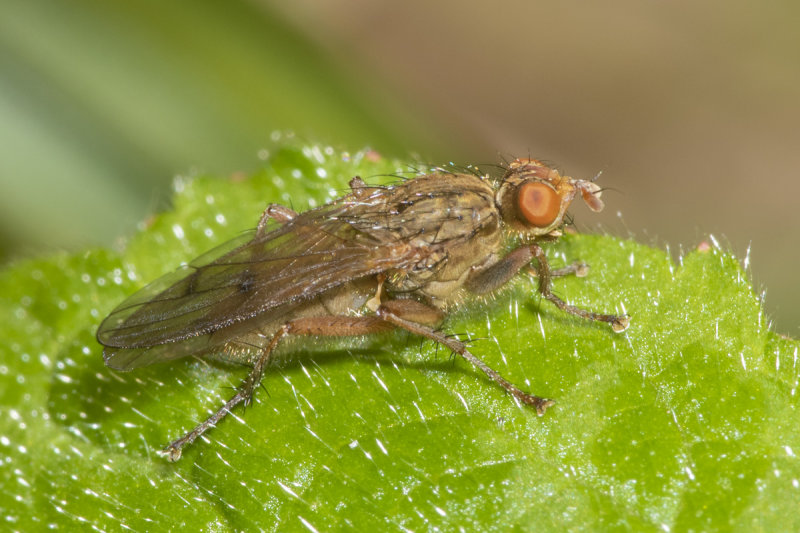 Dung Fly - Scathophaga furcata 07-05-21.jpg