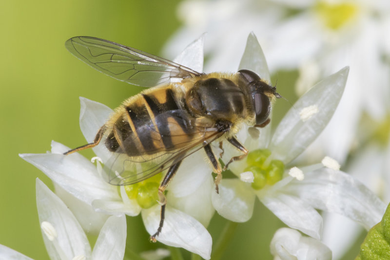 Myathropa florea f 07-05-21.jpg