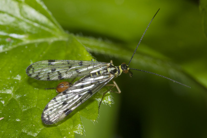 Scorpion Fly - Panorpa germanica m 07-05-21.jpg