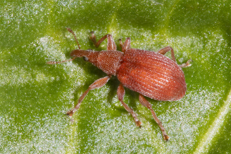 Weevil - Apion frumentarium 07-05-21.jpg
