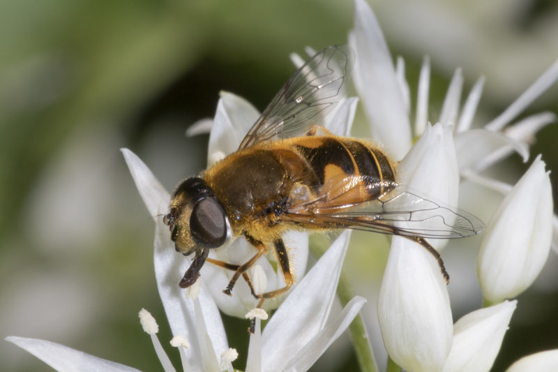 Eristalis nemorum f 07-05-21.jpg