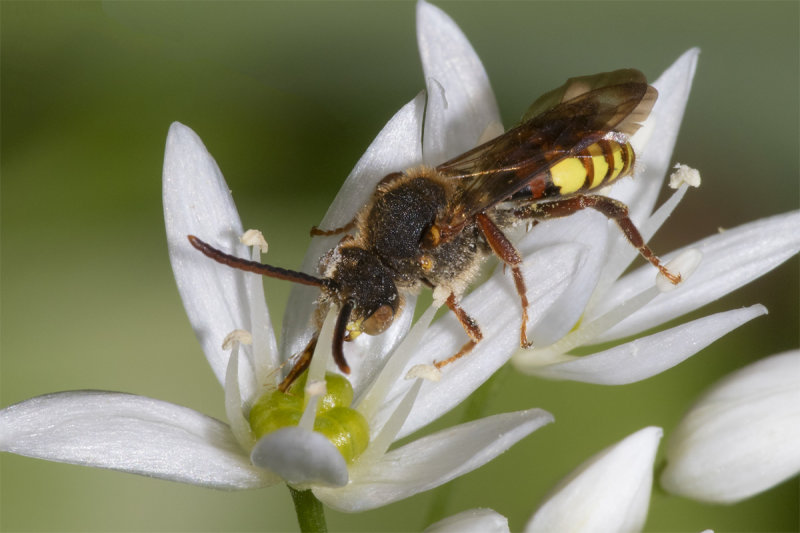 Nomada flava - Flavous Nomad Bee m 07-05-21 #6046.jpg