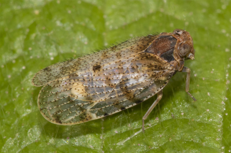 Lacehopper - Tachcixius pilosus 09-05-21.jpg