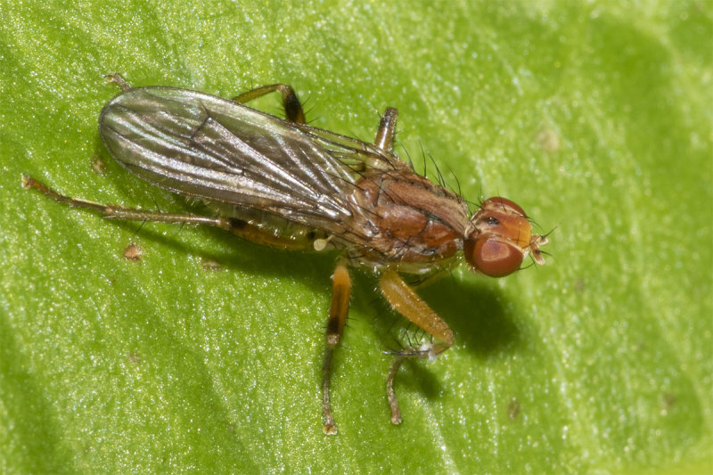 Norellisoma spinimanum 09-05-21.jpg